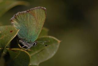 Zmrt (Callophrys rubi)