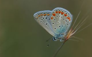 okgzl Meneke Mavisi (Polyommatus thersites)