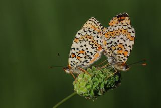 Trkistan parhan (Melitaea arduinna)