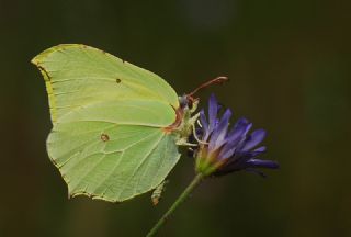 Orakkanat (Gonepteryx rhamni)