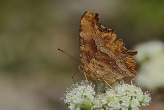 Anadolu Yrtkprt (Nymphalis egea)