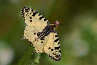 Orman Fistosu (Allancastria  cerisyi)