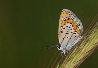 das Mavisi, Esmergz (Plebejus idas)