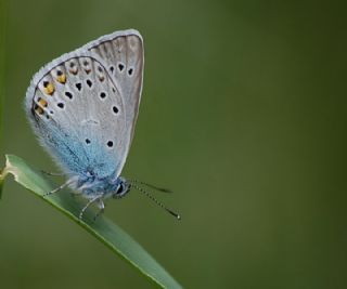 okgzl Amanda (Polyommatus amandus)