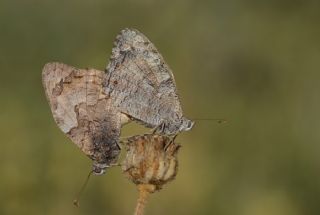 Mersin Kzlmelei (Hipparchia mersina)