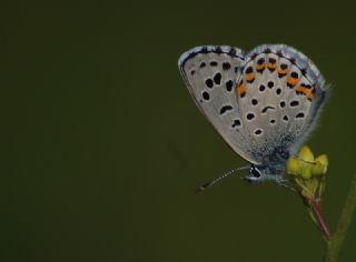 Bavius Mavisi (Pseudophilotes bavius)