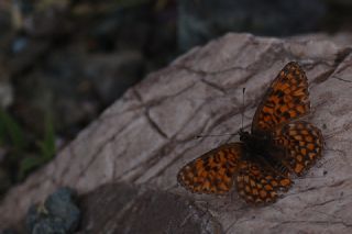 Benekli Byk parhan (Melitaea phoebe)