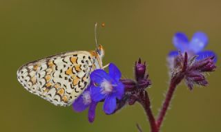 Benekli Byk parhan (Melitaea phoebe)