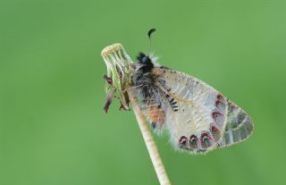 Yalanc Apollo (Archon apollinus)