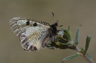 Yalanc Apollo (Archon apollinus)