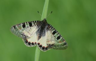 Yalanc Apollo (Archon apollinus)