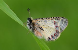 Yalanc Apollo (Archon apollinus)