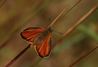 Sar Antenli Zpzp (Thymelicus sylvestris)