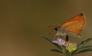 Siyah Antenli Zpzp (Thymelicus lineolus)