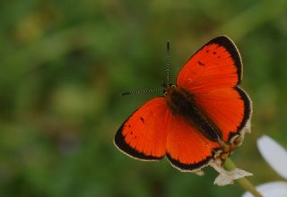 Osmanl Atei (Lycaena ottomanus)