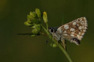 Kzl Zpzp (Spialia orbifer)