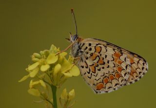 Cezayirli parhan (Melitaea ornata)