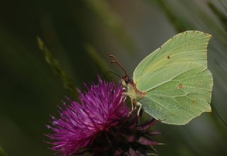 Orakkanat (Gonepteryx rhamni)