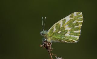 Kk Beneklimelek (Pontia chloridice)