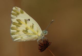 Kk Beneklimelek (Pontia chloridice)