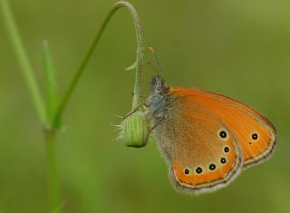 Rus Zpzp Perisi (Coenonympha leander)