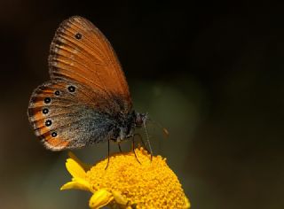 Rus Zpzp Perisi (Coenonympha leander)