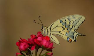 Krlangkuyruk (Papilio machaon)