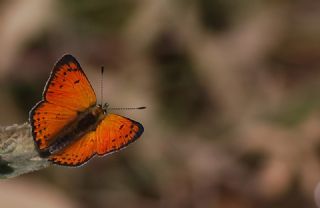 Anadolu Ate Gzeli (Lycaena asabinus)