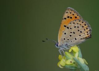 Alev Ategzeli (Lycaena kefersteinii)