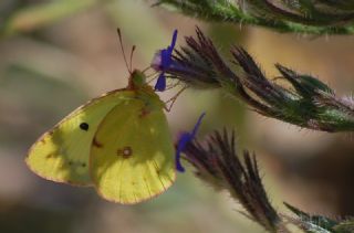 Gzel Azamet (Colias alfacariensis)