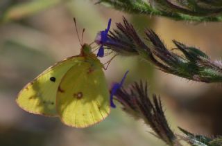 Gzel Azamet (Colias sareptensis)