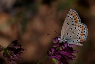 Anadolu Esmergz (Plebejus modicus)