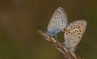 Doulu Esmergz (Plebejus carmon)