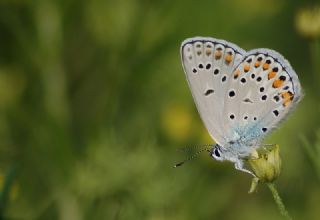 Anadolu Esmergz (Plebejus modicus)