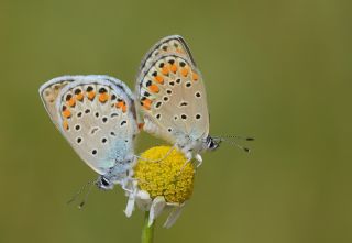 Anadolu Esmergz (Plebejus modicus)