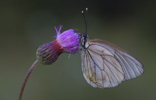 Al Beyaz (Aporia crataegi)