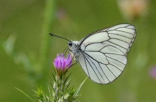 Al Beyaz (Aporia crataegi)