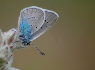 okgzl Rus Mavisi (Polyommatus coelestina)