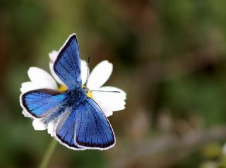 okgzl Rus Mavisi (Polyommatus coelestina)