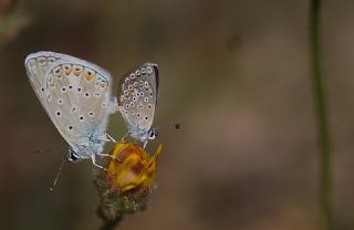 okgzl Kk Turan Mavisi (Polyommatus cornelius)