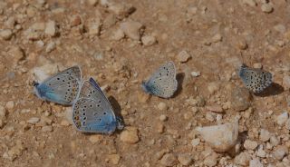 okgzl Kk Turan Mavisi (Polyommatus cornelius)