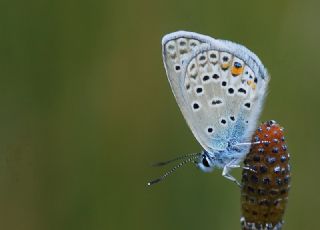 okgzl Gm Mavi (Albulina loewii)