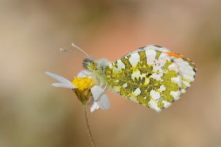 Turuncu Ssl (Anthocharis cardamines)