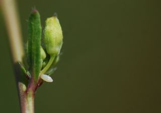 Turuncu Ssl (Anthocharis cardamines)