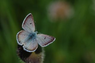 Pirene okgzls (Polyommatus pyrenaicus)