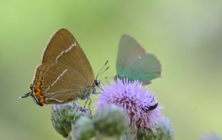 Karaaa Sevbenisi (Satyrium w-album)