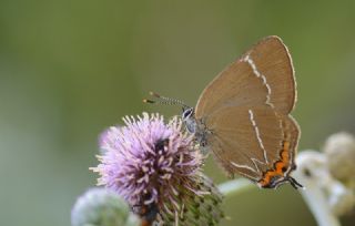 Karaaa Sevbenisi (Satyrium w-album)