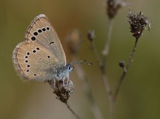 Anadolu Karagz Mavisi (Glaucopsyche astraea)