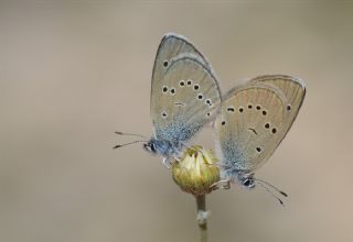 Anadolu Karagz Mavisi (Glaucopsyche astraea)