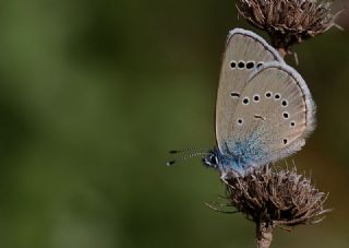 Anadolu Karagz Mavisi (Glaucopsyche astraea)